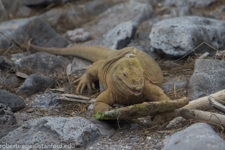 galapagos